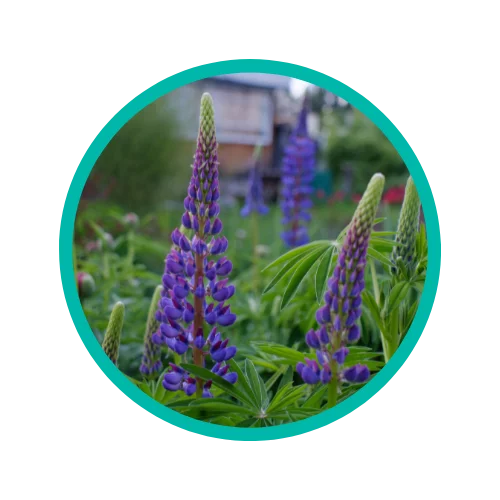 lupin allergy symptoms