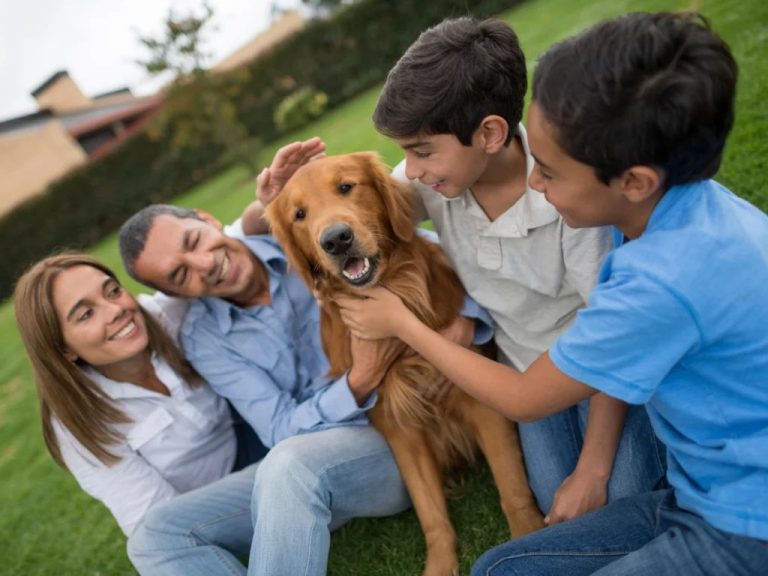 Dog Allergies: Causes, Symptoms, Treatments, and Testing