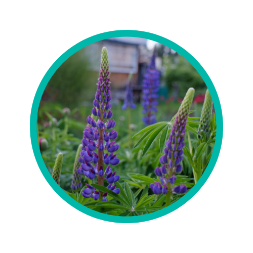 Lupin Allergy - What are the Signs and how to Manage Symptoms