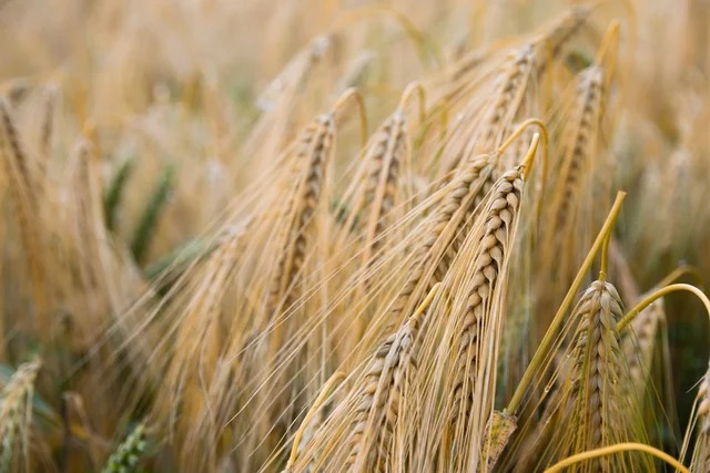 Wheat-Intolerance