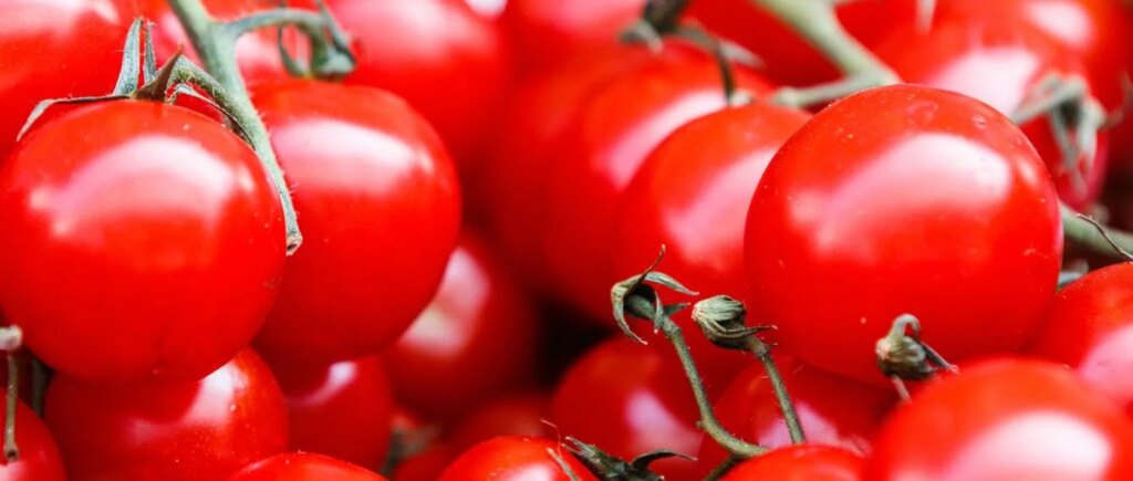 tomato allergy or intolerance