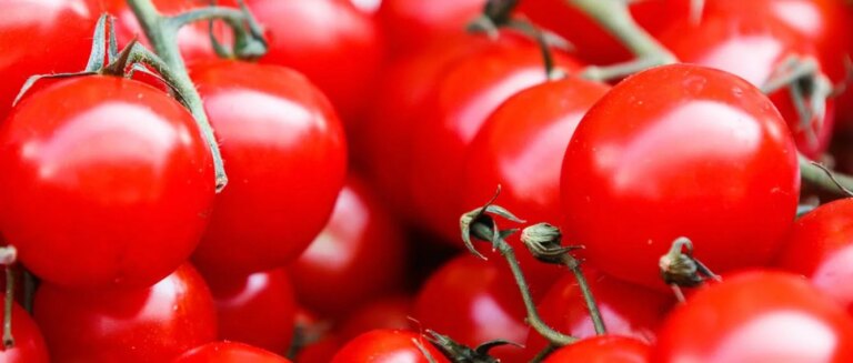 tomato allergy or intolerance