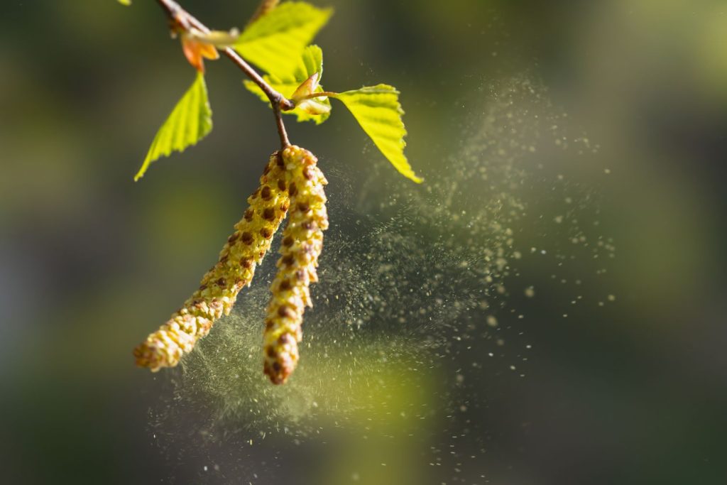 Birch pollen