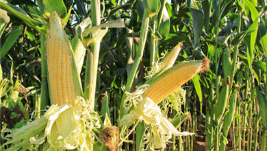 corn intolerance food
