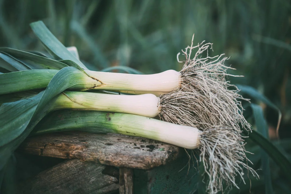 Organic leek on a wooden table in the garden. Organic vegetables. Harvest.