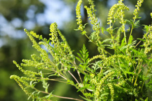 allergy to ragweed
