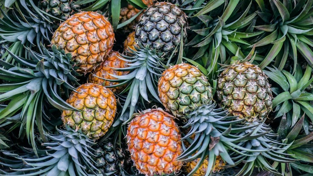Pineapple tongue ring discount