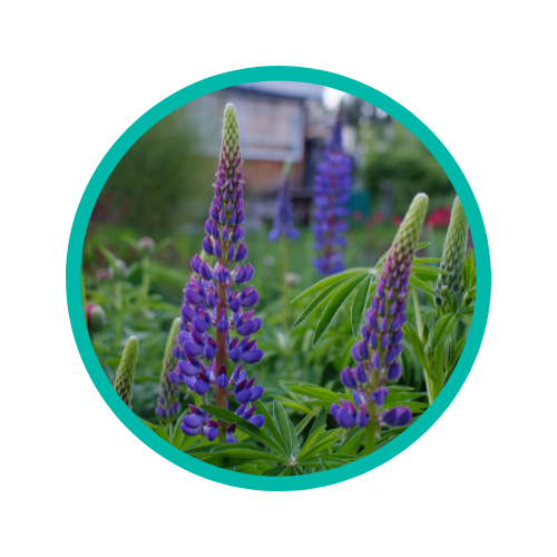 lupin allergy symptoms