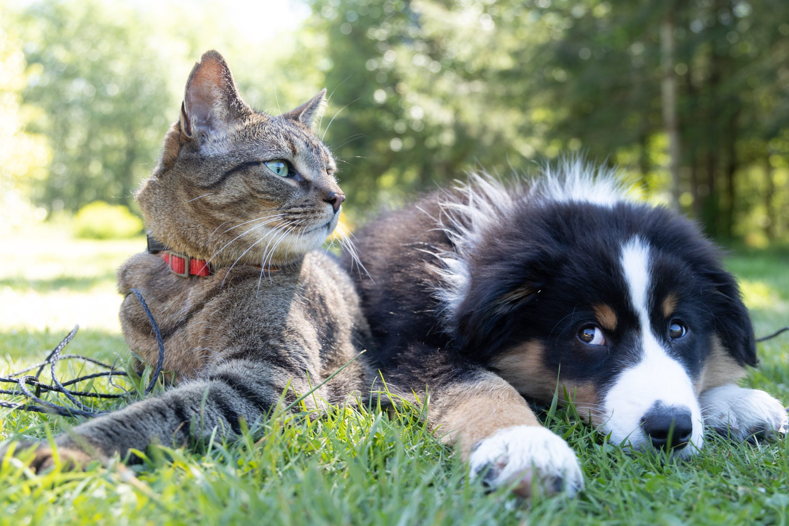 are cat allergies more common than dogs