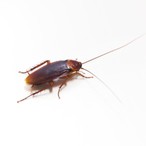 Cockroach Allergy: Causes, Symptoms, Diagnosis and Prevention