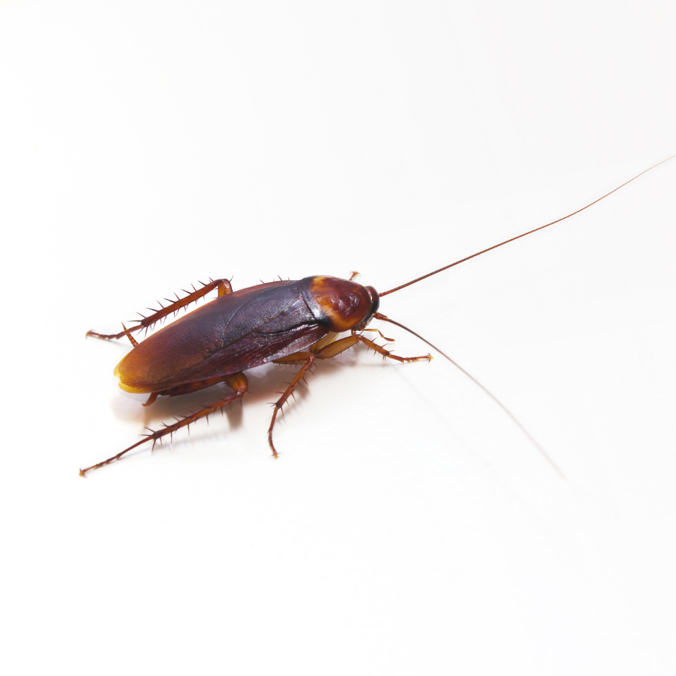 Cockroach on a white background