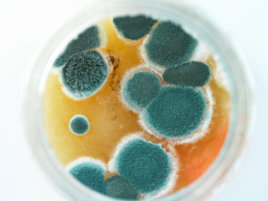 Mould Allergy: Symptoms, Causes, Types, and Treatment